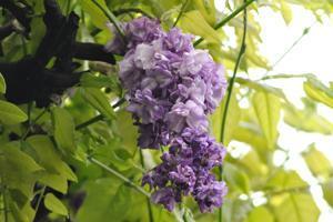 ヤエコクリュウフジの葉を背景に咲いているヤエコクリュウフジの花房の写真