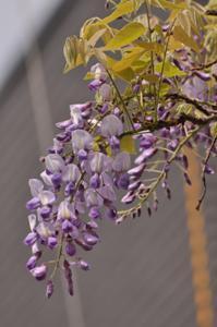 咲きかけのムラサキカピタンの花のアップの写真