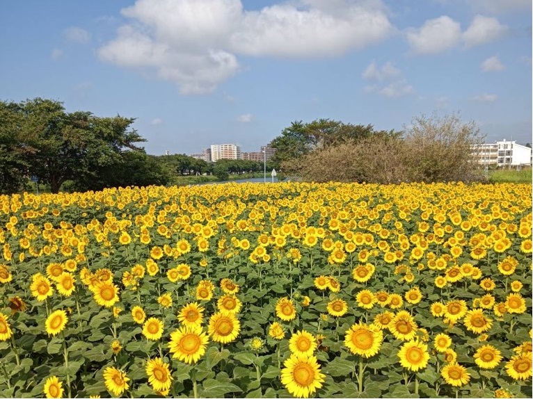 令和7年7月31日のひまわりの様子