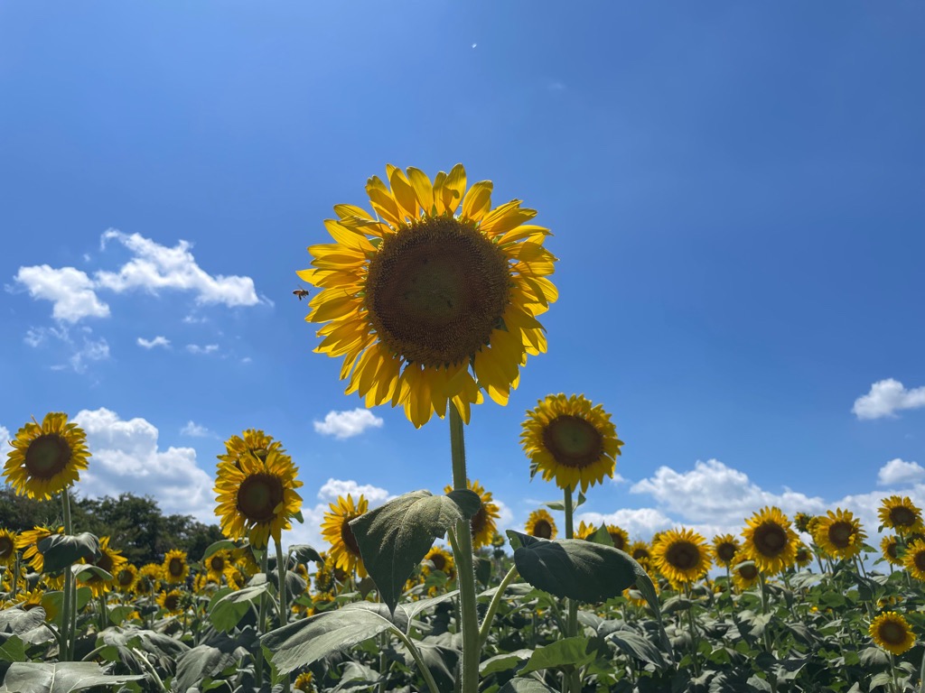 令和7年7月31日のひまわりの様子