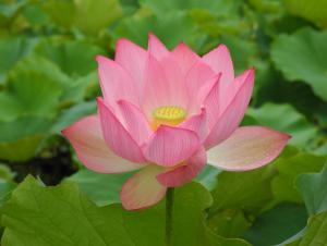 開花期したハスの花の写真