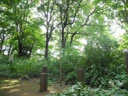 内牧公園敷地内の緑地に設置された、角材ステップアップの写真。直立した鉄棒を中心にして囲む様に三つの角材が配されているのが確認できる