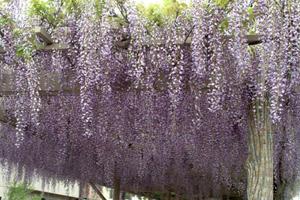 藤棚に植栽された紫色のふじの花をアップで撮影した写真