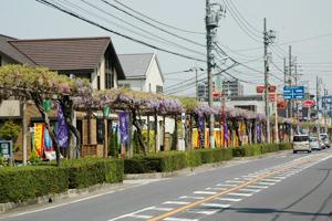 春日部市内のふじ通りの歩道沿いにある藤棚に植栽された色とりどりのふじの様子を撮影した写真