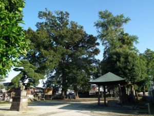 雲一つない晴天の下木々がそびえ立つ藤塚香取神社の広大な境内の様子を撮影した写真