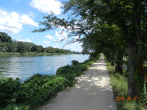 地元のボランティアの人たちによって生垣などが手入れされたゴミ一つない綺麗な遊歩道を撮影した写真