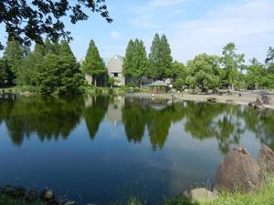 庄和総合公園内の修景池周辺に生えている木々が地面に反映している様子を撮影した写真