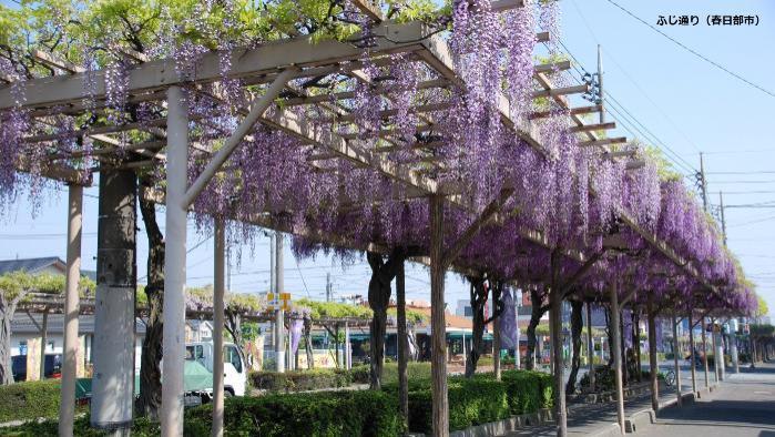 舗装された道の脇に綺麗に並んだ藤棚の写真