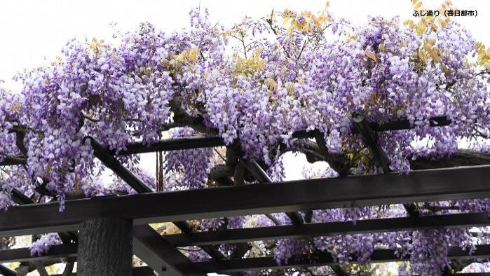 下から見上げるアングルで藤棚に咲くフジの花を撮影した写真