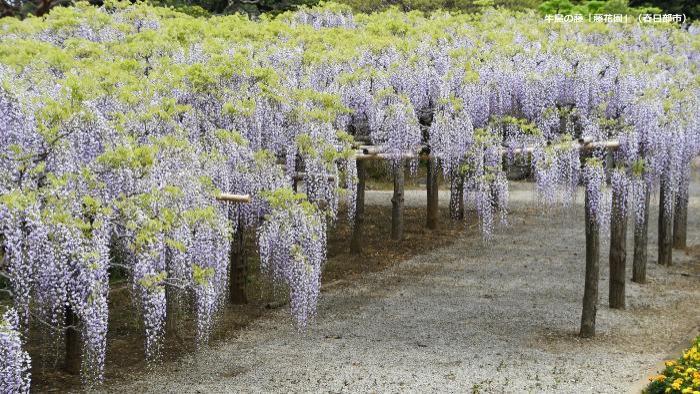 薄紫色の藤の花が咲いている藤棚を斜め上方から俯瞰視点で撮影した写真