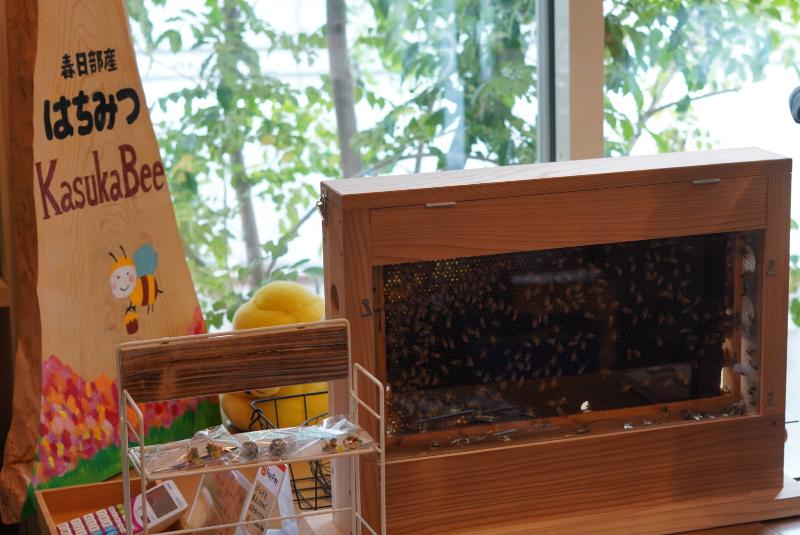 巣板とみつばちを展示している様子