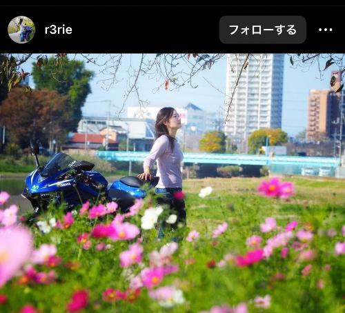 コスモス畑の写真