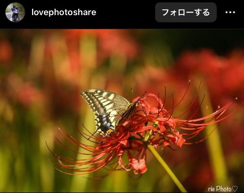 曼珠沙華の写真