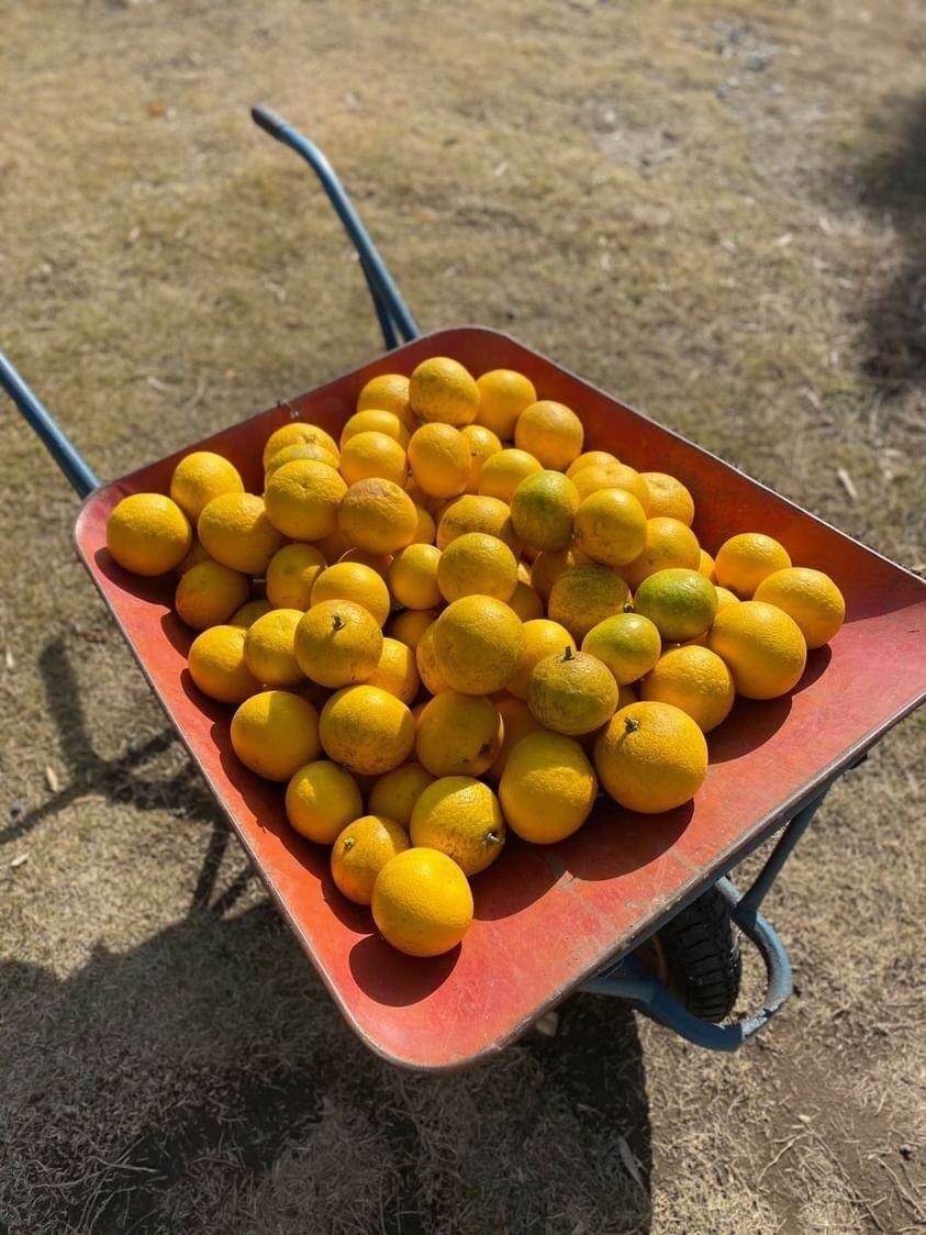 KIKIFARMで採れたフルーツ