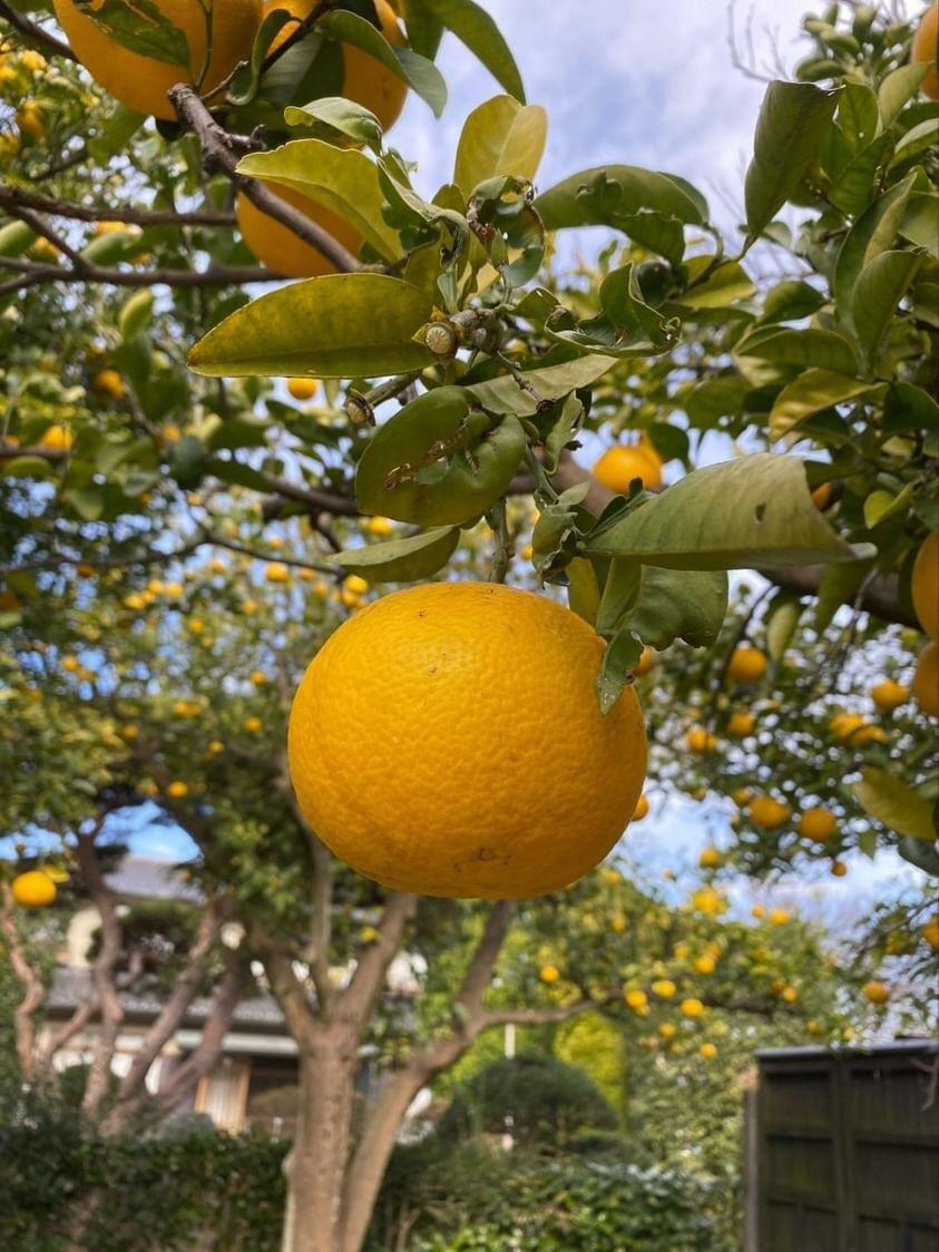 KIKIFARMで採れたフルーツ