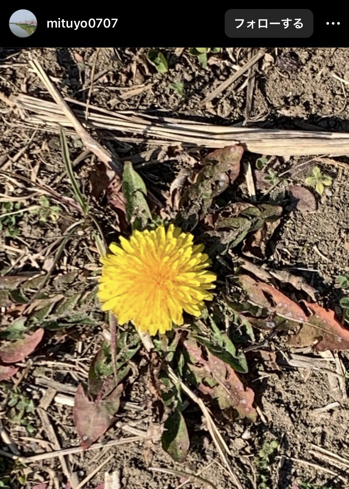 画像:インスタグラムで投稿された写真（たんぽぽ）