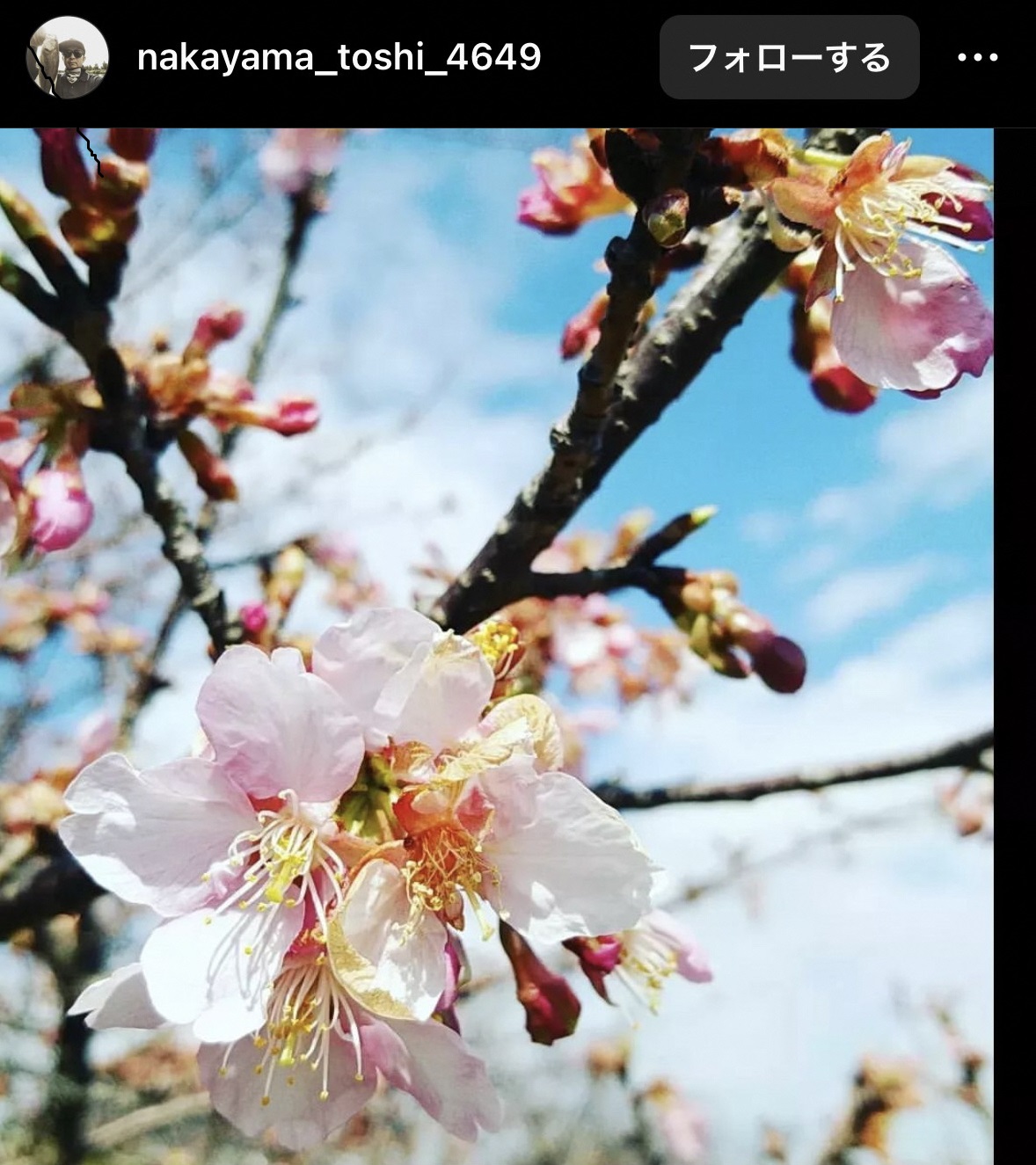 画像:インスタグラムで投稿された写真（河津さくら）