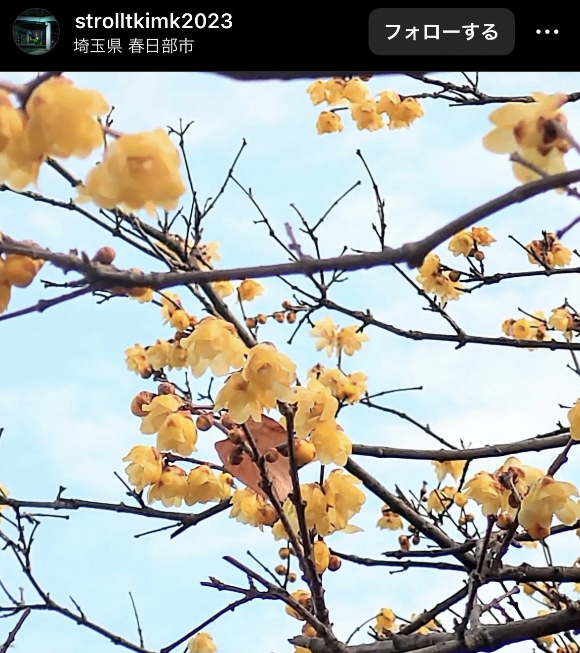 画像:インスタグラムで投稿された写真（蝋梅）