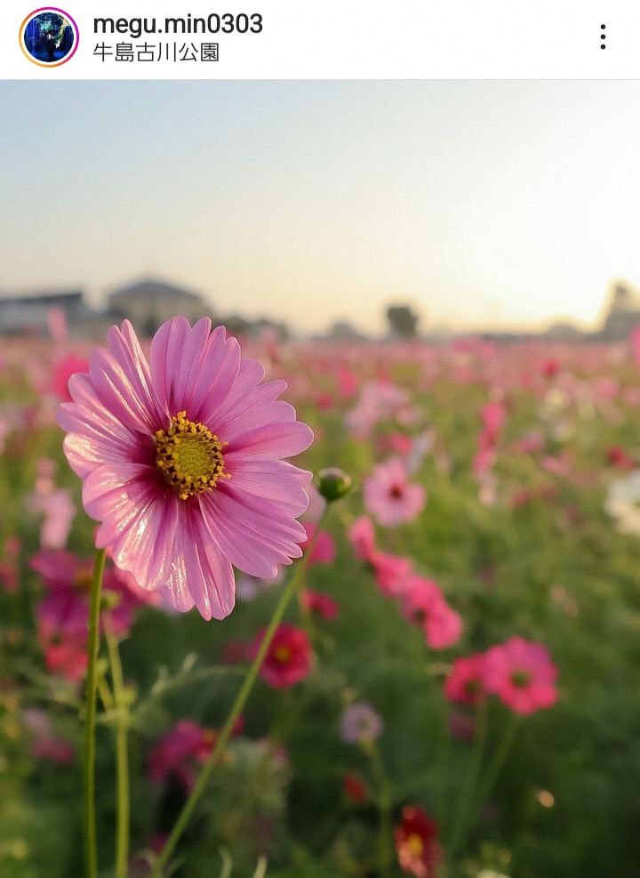 夕暮れのコスモスの写真（megu.min0303さんの投稿）