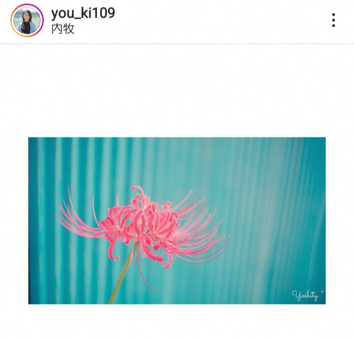 彼岸花の写真（you_ki109さんの投稿）