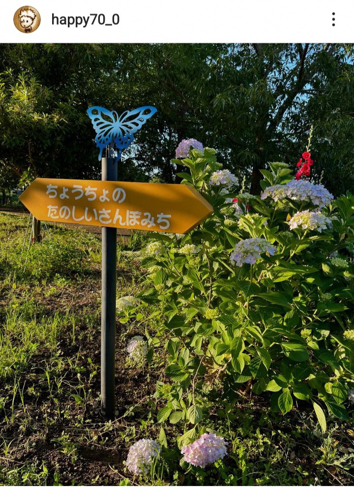 ちょうちょのさんぽみちと朝顔の写真（happy70_0さんの写真）