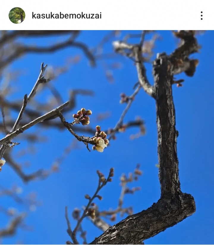 令和7年1月インスタグラムキャンペーンの投稿（kasukabemokuzai）