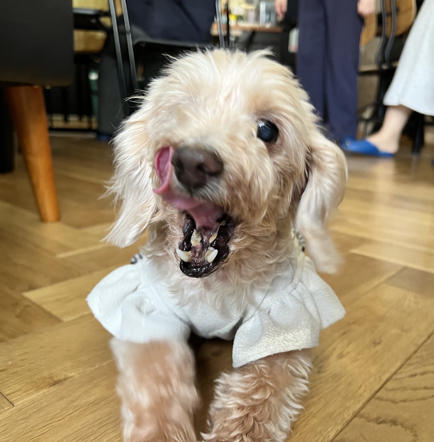 おおさとさんの愛犬はち