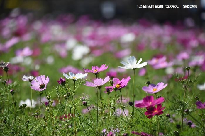 ピンク・白・薄紅色のコスモスが花開いている写真