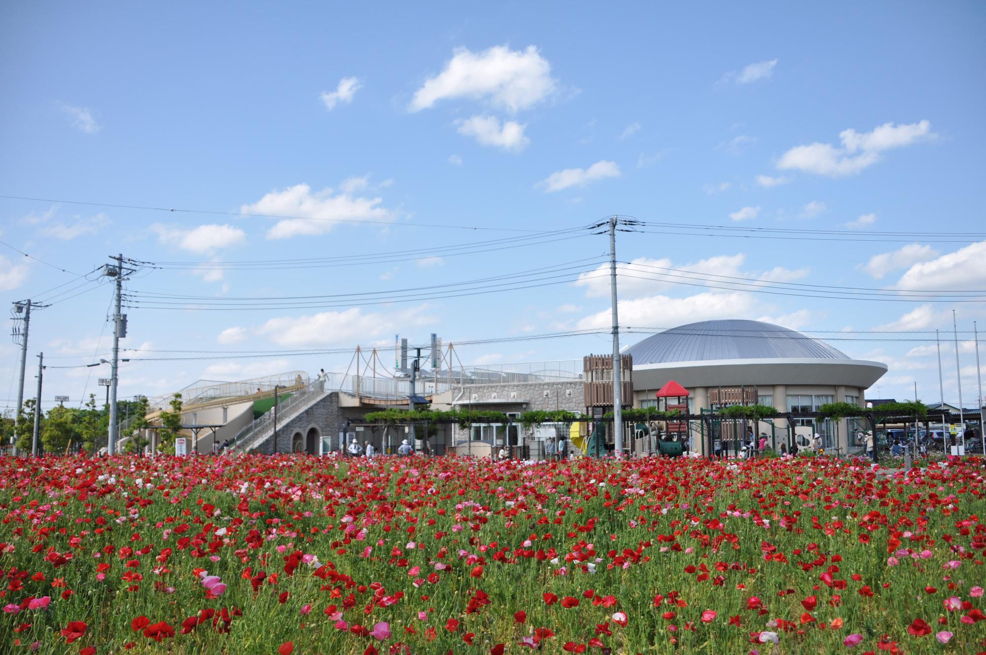 ポピーの咲く牛島古川公園（第2期）から第1児童センター「エンゼル・ドーム」を見た様子
