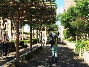 作業者が高枝バサミで藤棚のつるを切っている写真