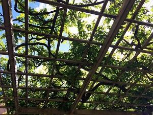 剪定が終わった藤棚を下から見上げるアングルで撮影した写真
