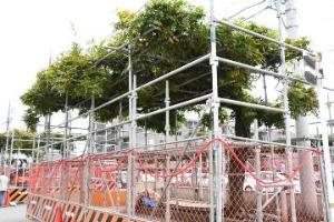 三角コーンやフェンスで区切られた藤棚修景工事の一帯の写真