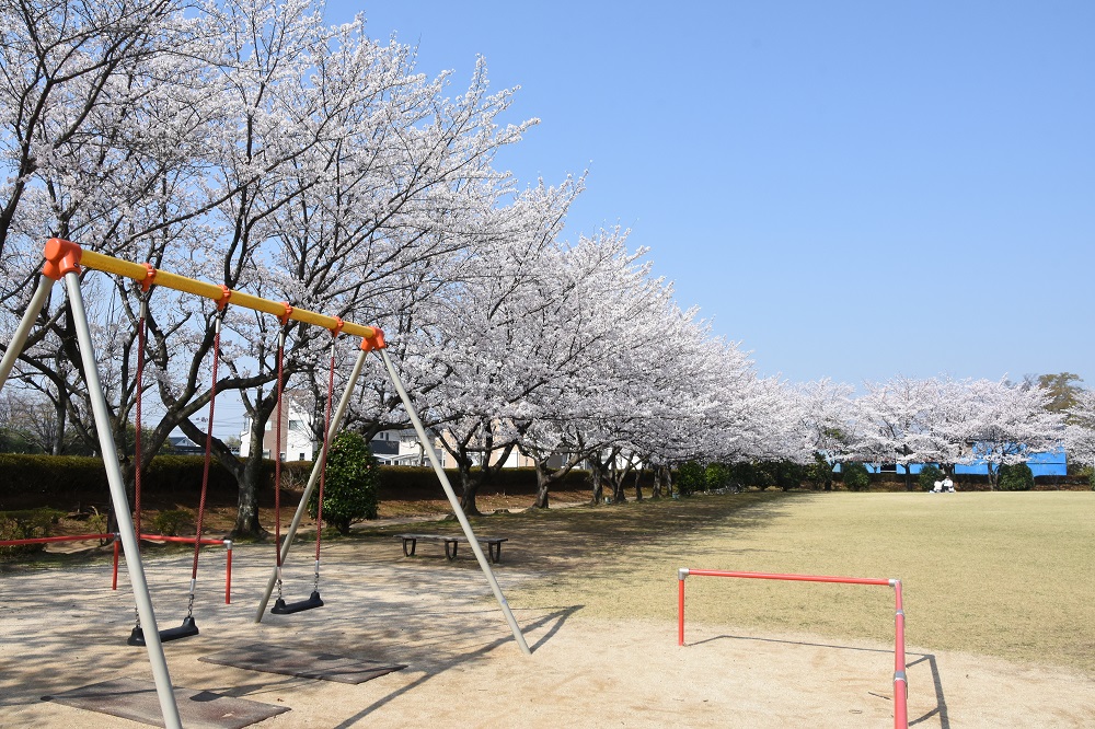 一ノ割公園で桜が咲いている様子