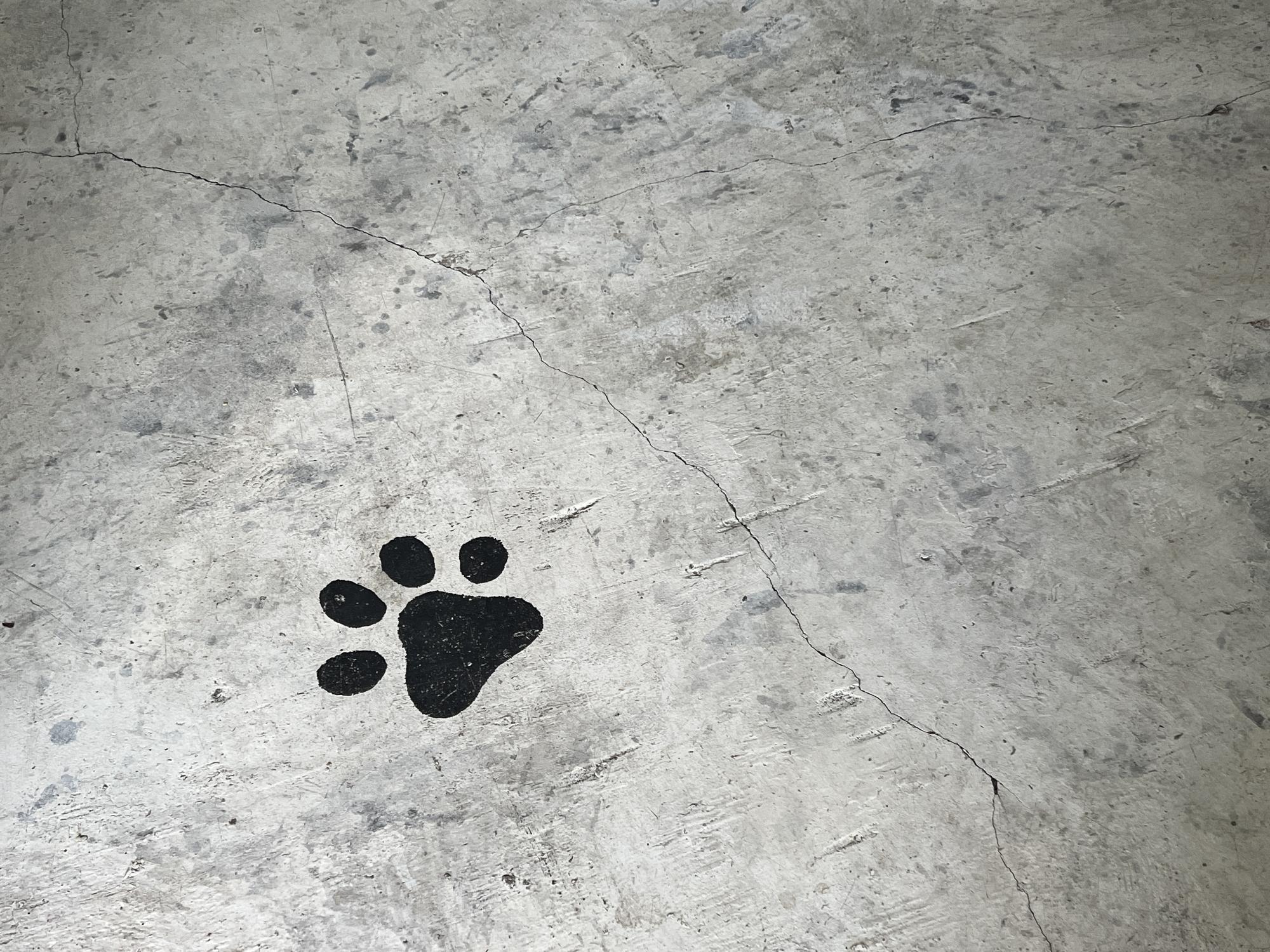 灰色の床に描かれた犬の足跡の写真