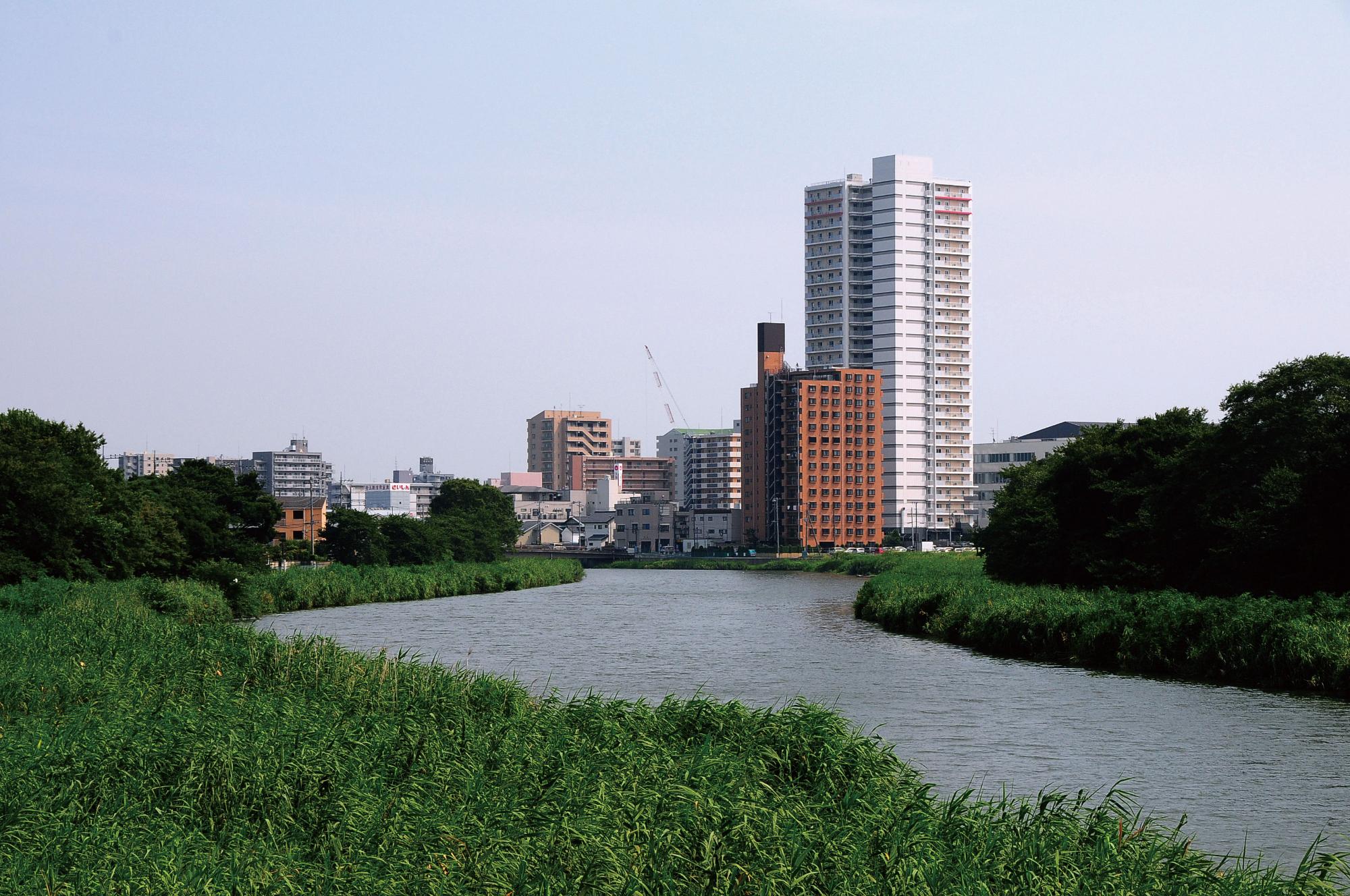 古利根川から見た風景