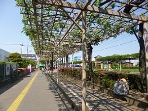 剪定が終わって余分な枝葉が無くなりスッキリした藤棚の写真