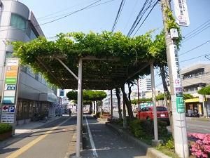 道路沿いの藤棚(選定前)の状態を真横から撮影した写真