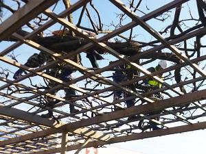 複数人の作業者が藤棚の上に乗っかり作業を行っている写真