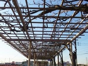 綺麗に剪定された藤棚を見上げる写真