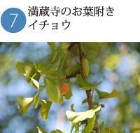 緑色のイチョウの葉を撮影した写真