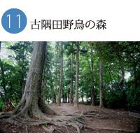 背の高い木々が生えている森の写真