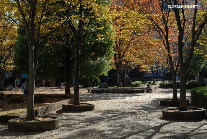 紅葉する樹木が並んでいる公園の風景写真