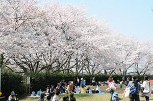 ビニールシートを敷いて花見を楽しむ人々と桜が満開のお花見広場の写真