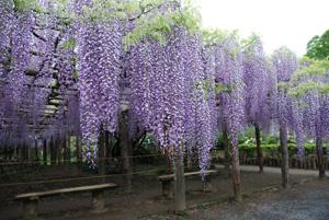 紫色の藤の花が咲いている藤棚の写真