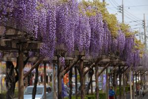 道路を走る車とその脇に並んでいる藤棚の写真