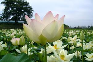 白と薄紅色のグラデーションになっているハスの花の写真