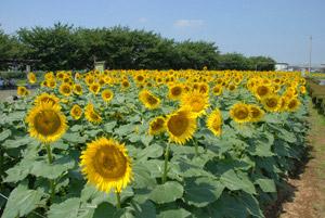 青空とどこまでも続くひまわり畑の写真
