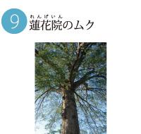 空高く幹と枝葉を伸ばす蓮花院のムクの写真