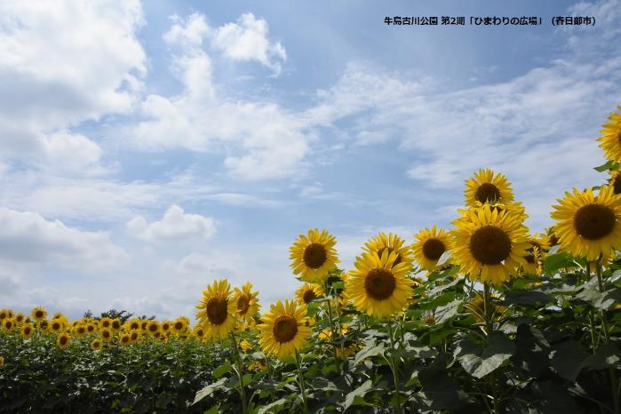 青空と入道雲と向日葵畑の写真