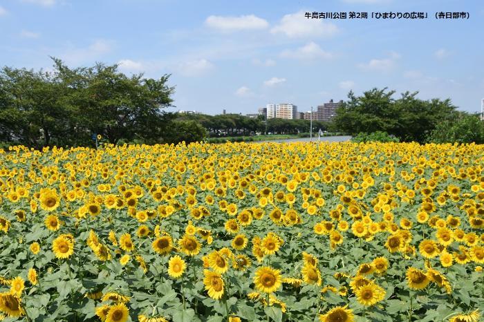 沢山のひまわりの花が咲いているひまわり広場の写真